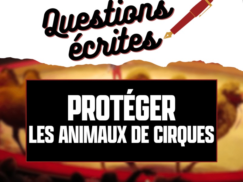 #QE : ANIMAUX DE&nbsp;CIRQUES